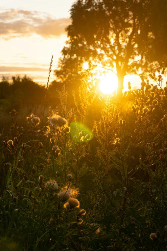 Wildflowers and grass in a field are backlit by the setting sun, with a tree and bright sky in the background.